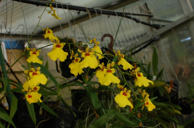 Oncidium Gower Ramsey